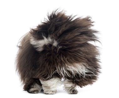 beyaz izole Rüzgar, havanese