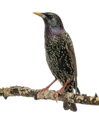 ortak starling izole bir dal üzerinde sturnus vulgaris, tıraşlama