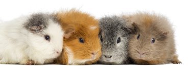 Swiss Teddy Guinea Pigs in a row, isolated on white clipart