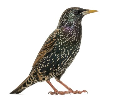 ortak bir sığırcık, sturnus vulgaris, wh izole yan görünüm