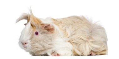 Perulu kobay beyaz izole, yan görünüm