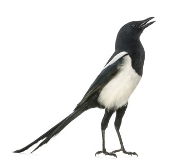ortak magpie geveze, dik, pika pika, üzerinde beyaz izole