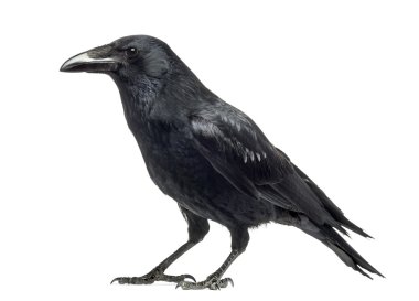 Leş üzerinde beyaz izole karga, corvus corone, yan görünüm