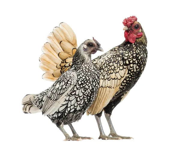 Guld sebright bantam rooster och silver sebright dvärghöns höna, jag — Stockfoto