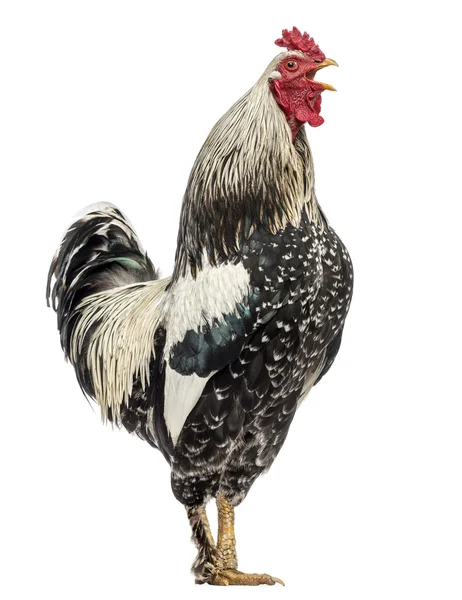 Side view of a Brahma rooster, isolated on white — Stock Photo, Image