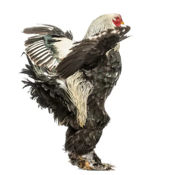 Side view of a Brahma Rooster flapping its wings, isolated on wh — Stock Photo, Image