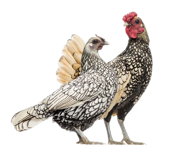 Golden Sebright Bantam rooster and silver Sebright bantam hen, i — Stock Photo, Image