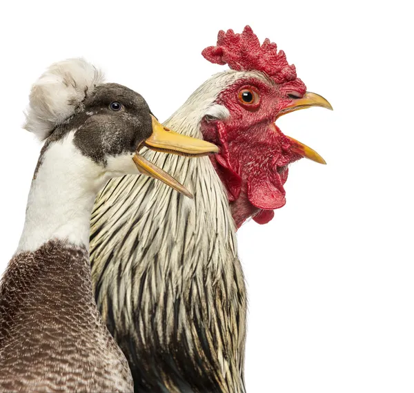 Primer plano de un gallo de Brahama y un pato crestado charlando, isola —  Fotos de Stock