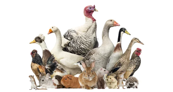 Grupo de aves de criação e roedores, isolados em branco — Fotografia de Stock