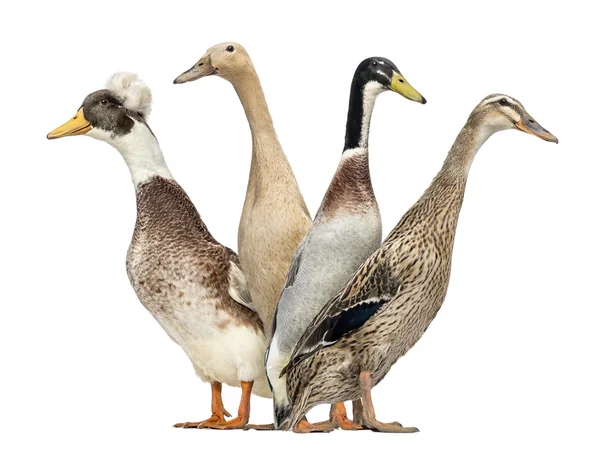 Vista lateral de un grupo de patos mirando a izquierda y derecha, aislado o — Foto de Stock