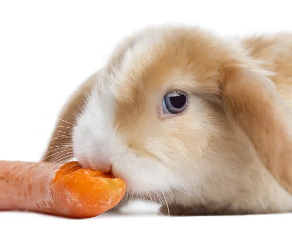 Primer plano de un conejo de raso Mini Lop comiendo una zanahoria, aislado en — Foto de Stock