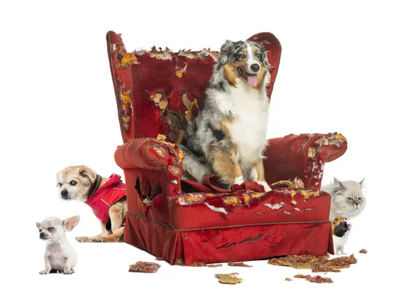 Group of pets on a destroyed armchair, isolated on white — Stock Photo, Image
