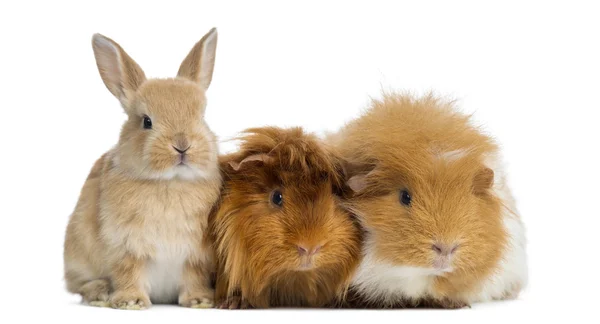 Dwarf rabbit and Guinea Pigs, isolated on white — Stock Photo, Image