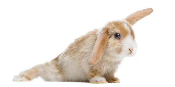Mini Lop conejo satinado en posición divertida, aislado en blanco — Foto de Stock