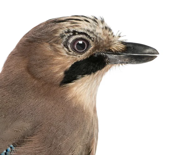 Close-up de um Eurasian Jay, Garrulus glandarius, isolado no wh — Fotografia de Stock