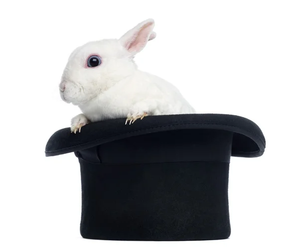 Mini coniglio rex goint da un cappello a cilindro, isolato su bianco — Foto Stock