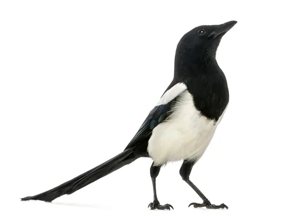 Comum Magpie olhando para cima, Pica pica, isolado em branco — Fotografia de Stock