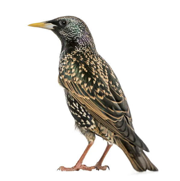 Vista trasera de un estornino común, Sturnus vulgaris, aislado en wh —  Fotos de Stock