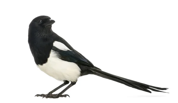 Side view of a Common Magpie, Pica pica, isolated on white — Stock Photo, Image