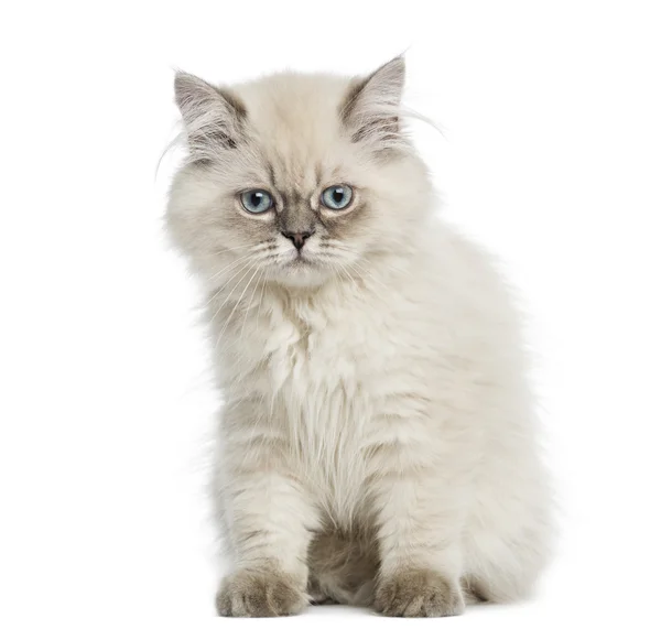 Británico de pelo largo gatito sentado, 5 meses de edad, aislado en blanco — Foto de Stock