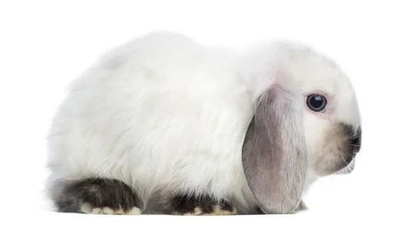 Vista laterale di un coniglio raso Mini Lop, isolato su bianco — Foto Stock