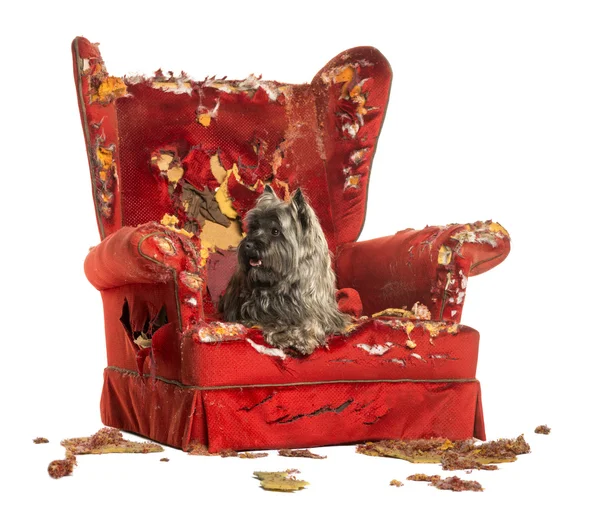 Cairn Terrier hechelt, auf einem zerstörten Sessel liegend, isoliert o — Stockfoto