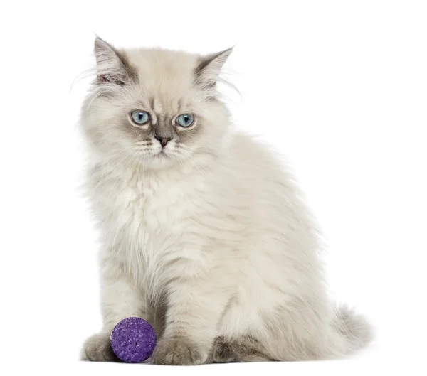 British Longhair kitten sitting with a ball, 5 months old, isola — Stock Photo, Image