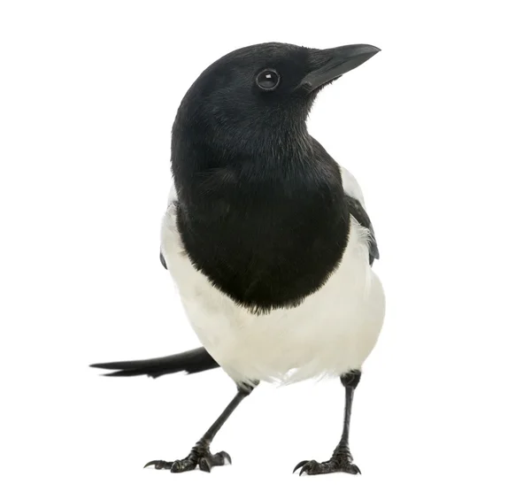 Common Magpie facing, looking away, Pica pica, isolated on white — Stock Photo, Image