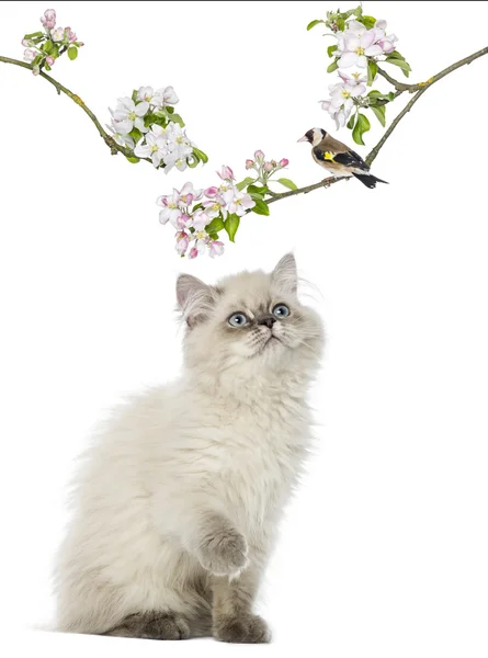 British Longhair kitten looking up at a bird perching on a flowe — Stock Photo, Image