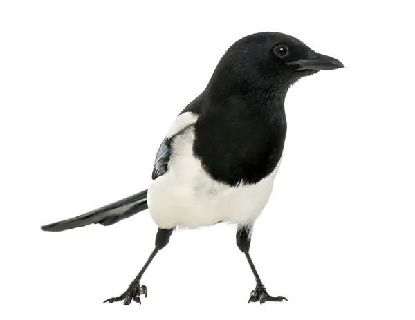 Common Magpie, Pica pica, isolated on white — Stock Photo, Image