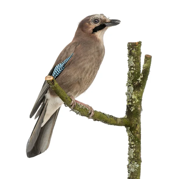 Gaai zitstokken op een tak, garrulus glandarius, geïsoleerd — Stockfoto