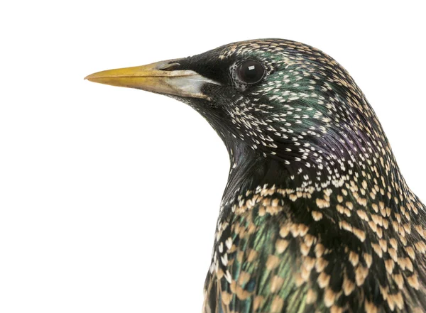 Primo piano di uno storno comune, Sturnus vulgaris, isolato su whi — Foto Stock