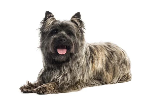 Widok z boku cairn Terrier, sapanie, patrząc na kamery, iso — Zdjęcie stockowe