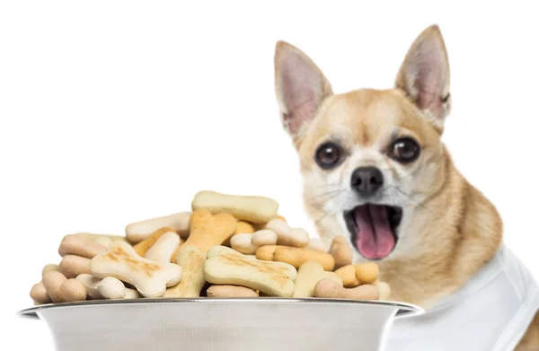 Close up of a Chihuahua panting, standing behind of a full dog b — Stock Photo, Image