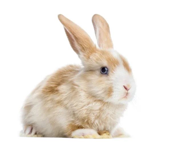 Satin Mini Lop rabbit ear up, lying, isolated on white — Stock Photo, Image