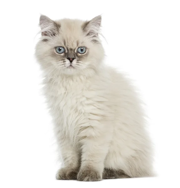 British Longhair kitten sitting, lloking at the camera, 5 months — Stock Photo, Image