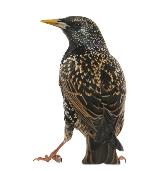 Vista trasera de un estornino común, Sturnus vulgaris, aislado en wh — Foto de Stock