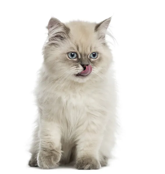 Britânico Longhair gatinho, sentado, lambendo, 5 meses, isolado — Fotografia de Stock