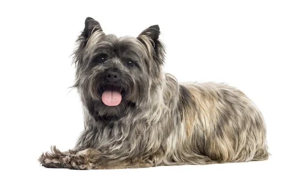 Oldalsó nézet egy Cairn Terrier lihegő, elszigetelt fehér — Stock Fotó