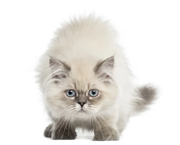 British Longhair gattino di fronte, guardando la fotocamera, 5 mesi — Foto Stock