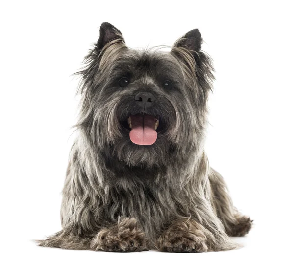 Vista frontal de um Cairn Terrier deitado, ofegante, isolado em branco — Fotografia de Stock