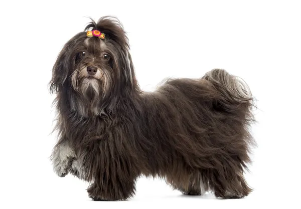 Side view of a Havanese looking at the camera, paw up, isolated — Stock Photo, Image