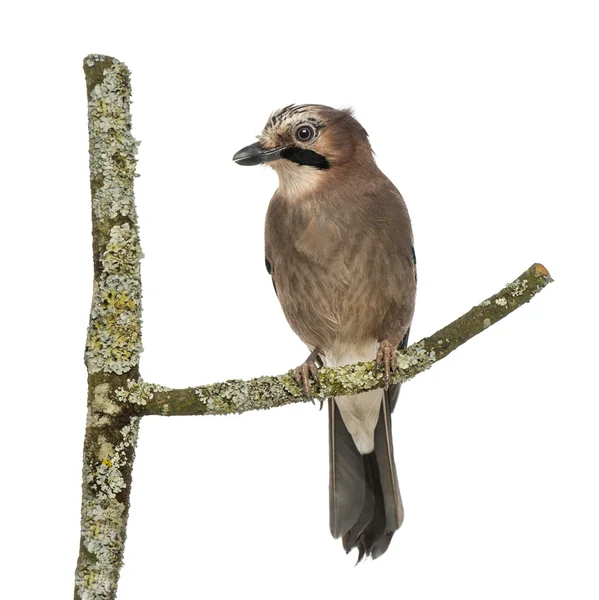 Sójka zwyczajna perching na oddział, garrulus glandarius, na białym tle — Zdjęcie stockowe