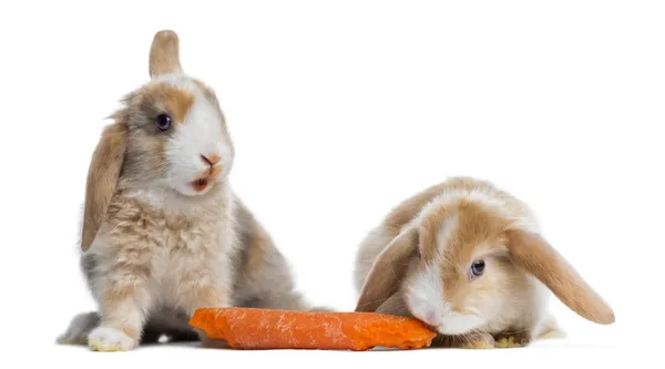 Two Satin Mini Lop rabbits eating a carrot, isolated on white — Stock Photo, Image