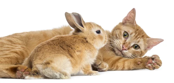 Kat en rex dwerg konijn, geïsoleerd op wit — Stockfoto