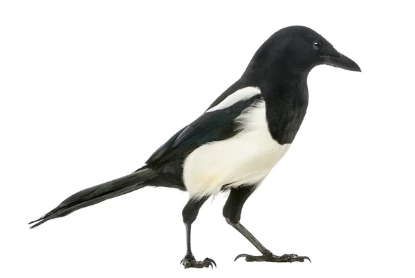 Side view of a Common Magpie, Pica pica, isolated on white — Stock Photo, Image