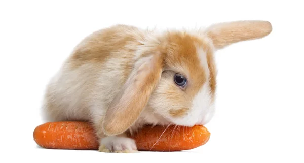 Satin Mini Lop rabbit eating a carrot, lying on it, isolated on — Stock Photo, Image