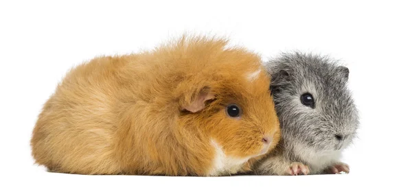 Two Swiss Teddy Guinea Pigs, isolated on white — Stock Photo, Image