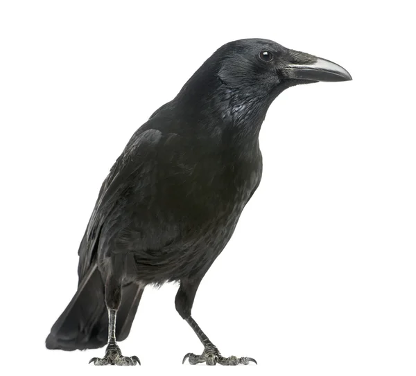 Seitenansicht einer Aaskrähe, Corvus corone, isoliert auf weiß — Stockfoto