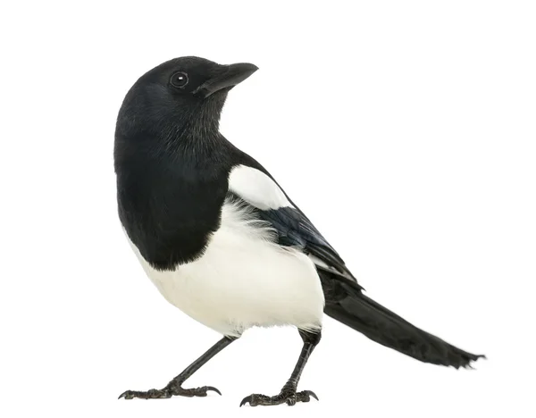 Common Magpie looking up, Pica pica, isolated on white — Stock Photo, Image